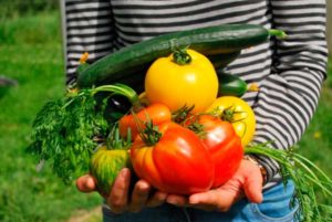 verdura de la huerta a tu casa