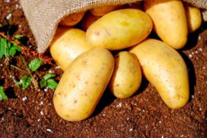 patata proteínas vegetales